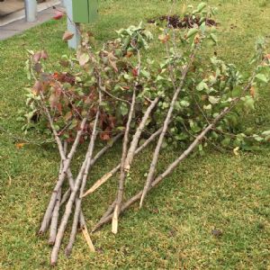 Trees struck down by vandals in early May.